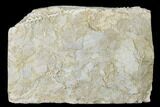 Plate Of Bryozoan Fossils - Alabama #178237-2